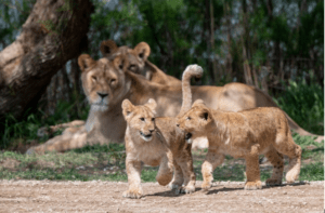 Les lions de la réserve africaine de Sigean