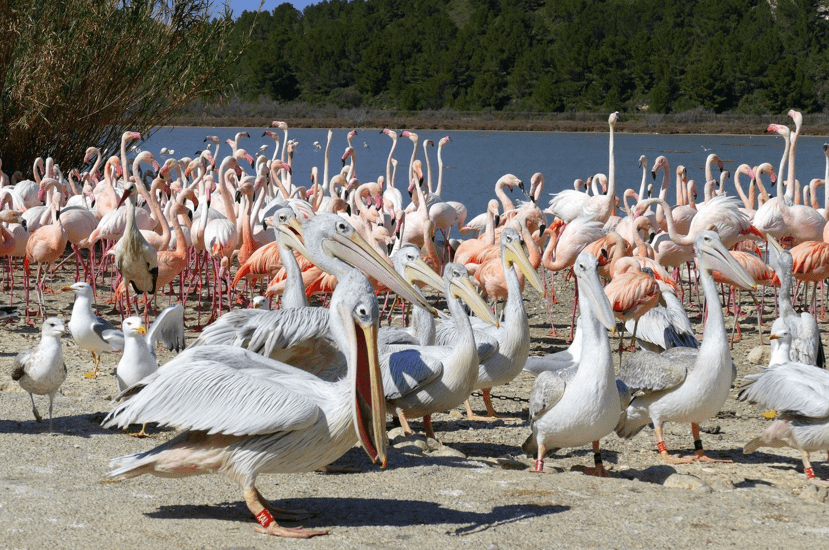 Les flamants roses de la réserve africaine de Sigean