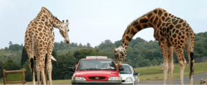 Girafe sur vos chemins lors de votre visite sur la réserve africaine de Sigean