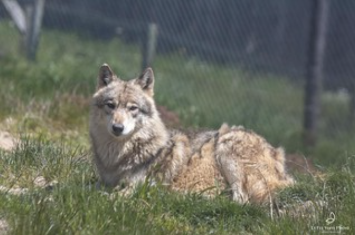 La beauté d'un loup du Gévaudan