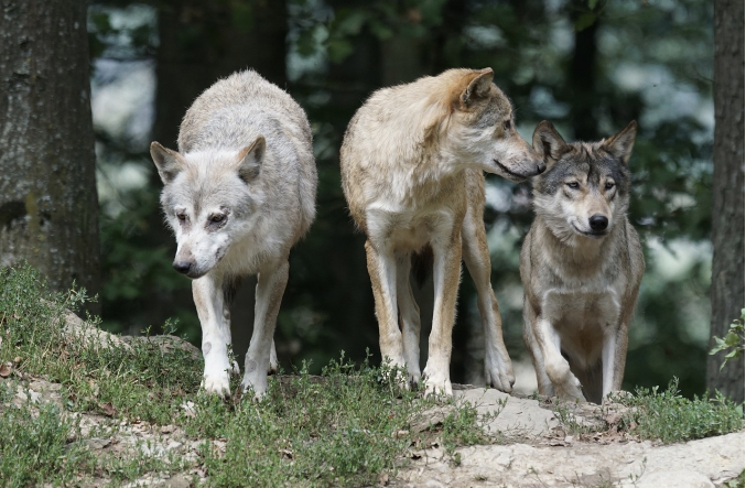 Les loups du Gévaudan