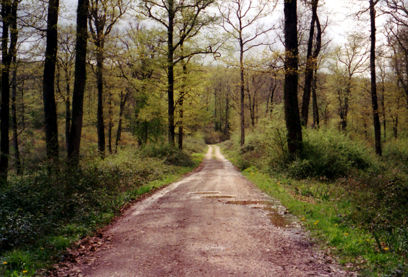 La Forêt de Grésigne